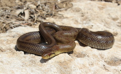 Italian Aesculapian Snake photo 3