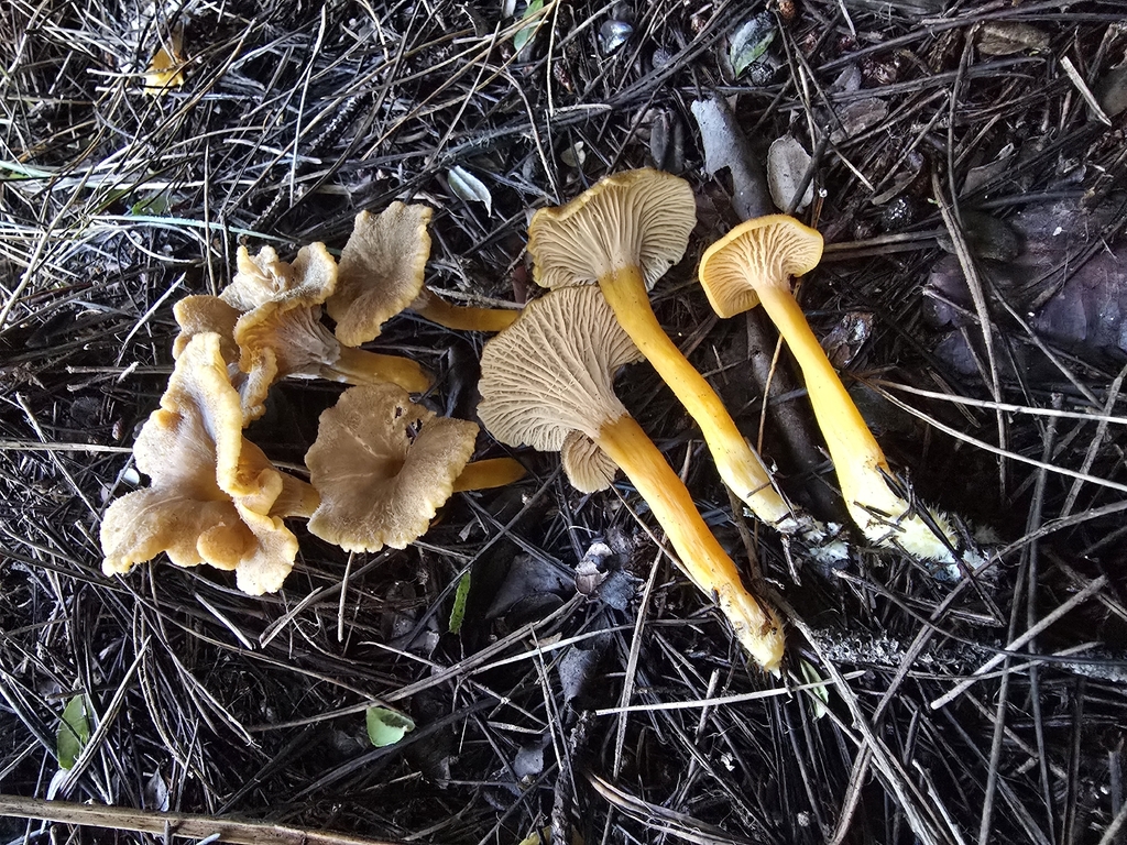 Craterellus tubaeformis · January 2026 · photo: © alan_rockefeller (iNaturalist, cc-by-sa)