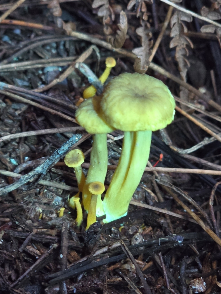 Craterellus tubaeformis · January 2026 · photo: © alan_rockefeller (iNaturalist, cc-by-sa)