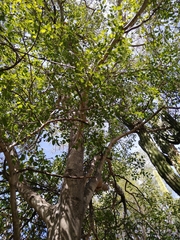 Populus brandegeei
