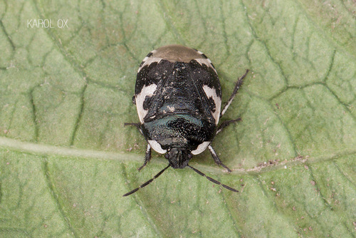 hrabavica dvojfarebná (Tritomegas bicolor)