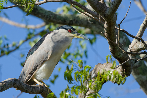 American Black-crowned Night Heron (Nycticorax nycticorax hoactli)