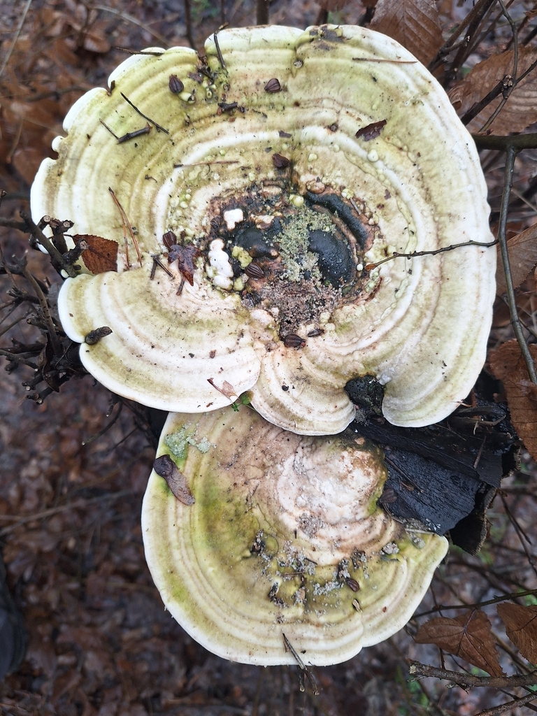 Trametes gibbosa · January 2026 · photo: © istvan__kovacs (iNaturalist, cc0)