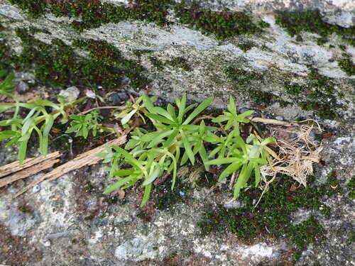 Mexican Stonecrop (Sedum mexicanum)
