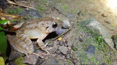 Limnonectes microdiscus