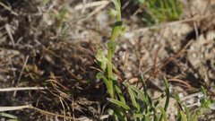 Pectocarya peninsularis