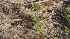 Pectocarya peninsularis