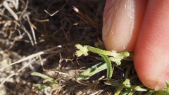 Pectocarya peninsularis
