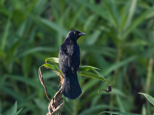Unicolored Blackbird (Agelasticus cyanopus), photo 4