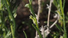Pectocarya peninsularis