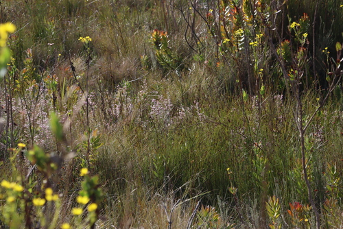 Rosemary Heath (Erica eriocephala)
