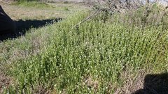 Pectocarya peninsularis