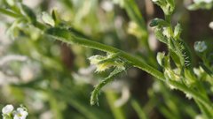 Pectocarya peninsularis