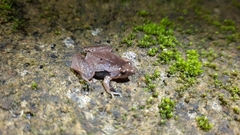 Microhyla achatina