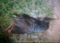 Pardirallus maculatus