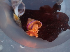 Calliostoma annulatum