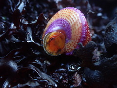 Calliostoma annulatum