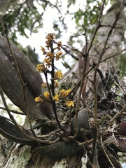 Trichocentrum pumilum