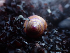Calliostoma annulatum