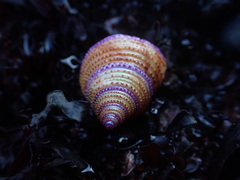 Calliostoma annulatum