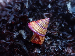 Calliostoma annulatum