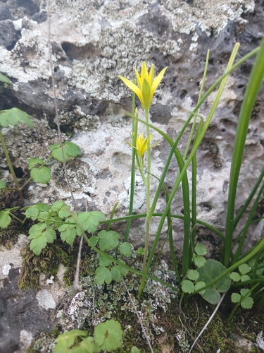 Green-flowered Gagea (Gagea chlorantha)