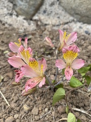 Alstroemeria hookeri, photograph (c) Gabriela Cartes, some rights reserved (CC BY)