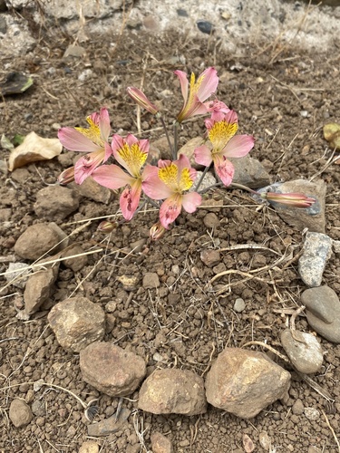 Alstroemeria hookeri, photograph 3