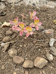 Alstroemeria hookeri, photograph (c) Gabriela Cartes, some rights reserved (CC BY)