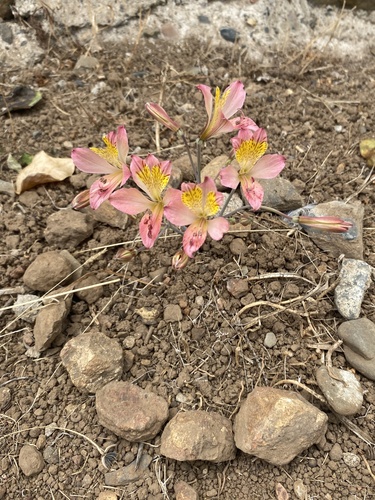 Alstroemeria hookeri, photograph 4
