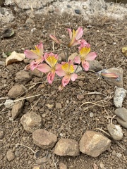 Alstroemeria hookeri, photograph (c) Gabriela Cartes, some rights reserved (CC BY)