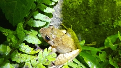 Limnonectes microdiscus