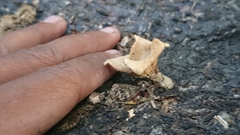 Lentinus