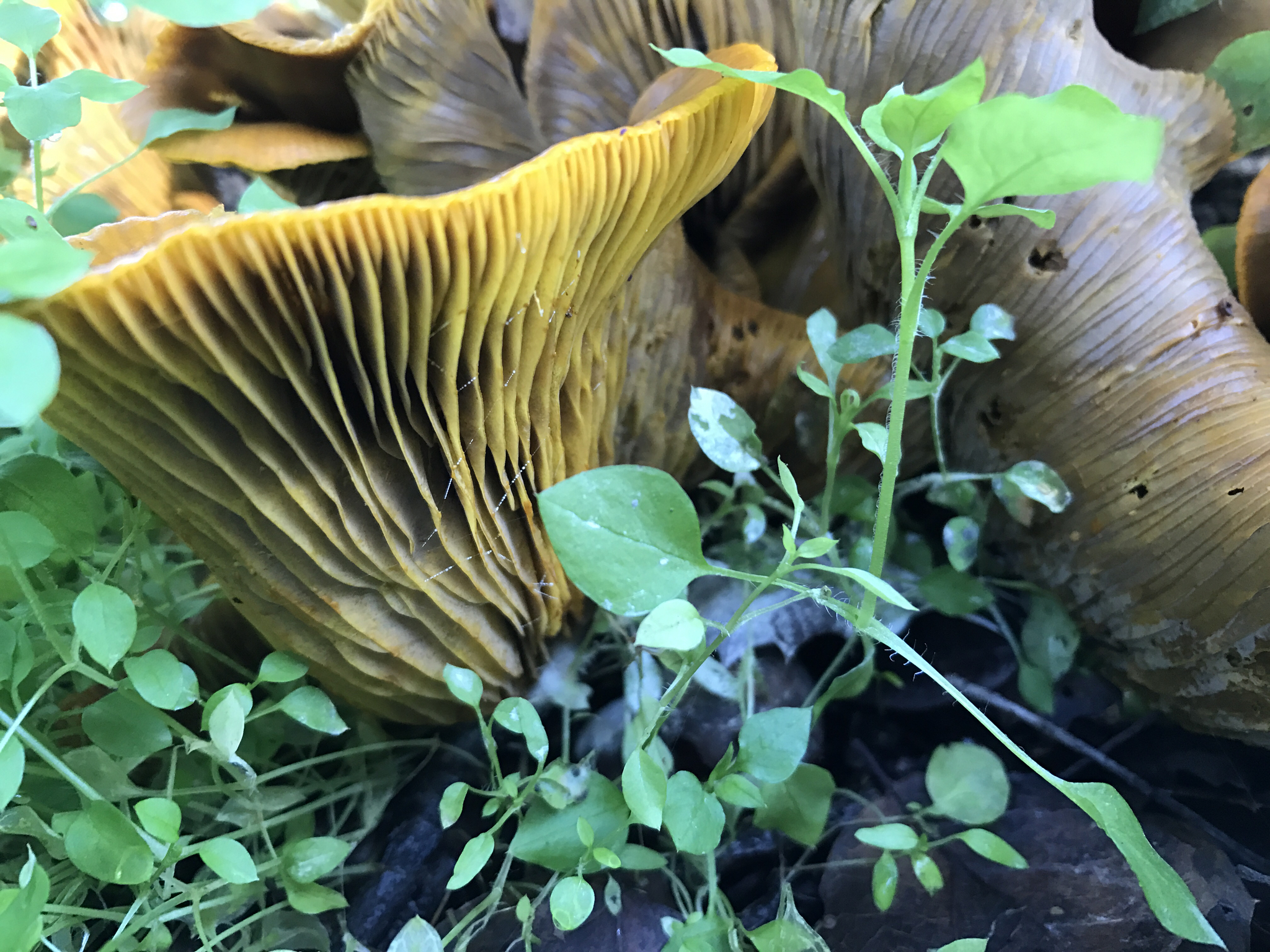 Omphalotus olivascens image