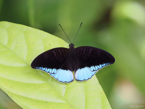 Tanaecia iapis