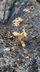 Lentinus