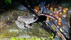 Limnonectes kuhlii
