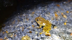 Limnonectes kuhlii