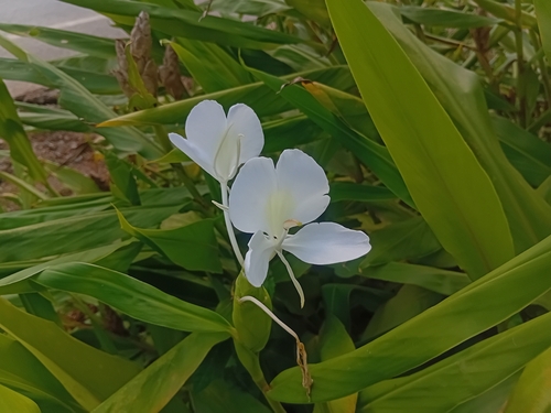 Butterfly ginger lily