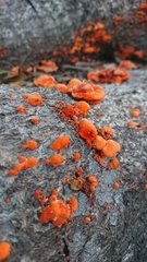 Trametes