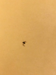 Arachnida