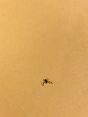 Arachnida