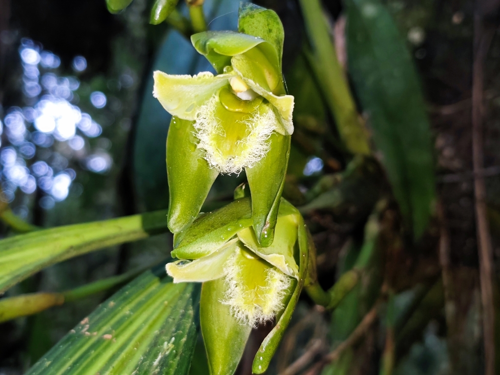 Ida jamesiorum
