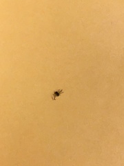 Arachnida