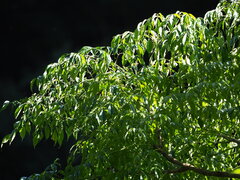 author not stated, no rights reserved Radermachera sinica, photograph author not stated, no rights reserved