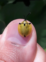 Paraselenis generosa