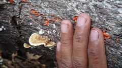 Trametes