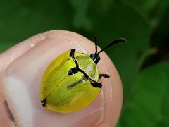 Paraselenis generosa