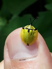 Paraselenis generosa