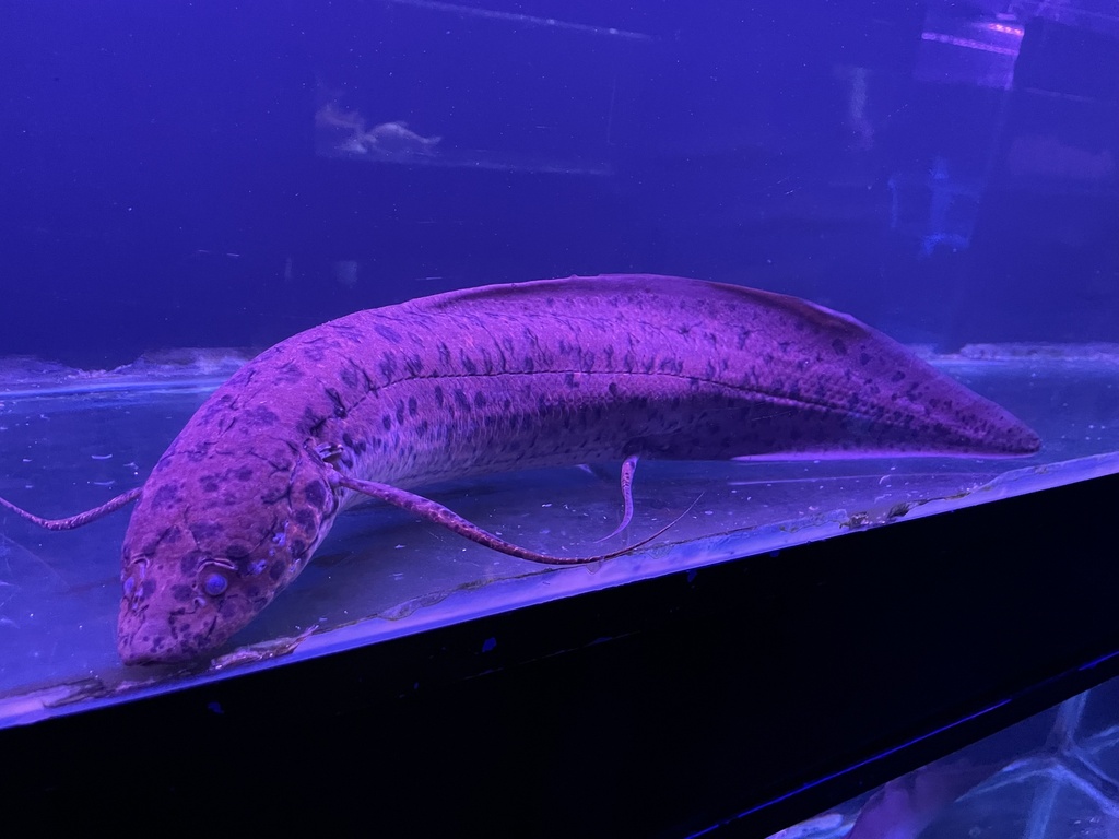 Slender lungfish (Protopterus dolloi) — Protopteridae
